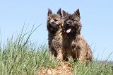 CAIRN TERRIER 298